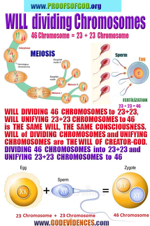 scientific proofs of god, evidences of god, god-proofs, god-signs, god-evidences, god exists, god-real
