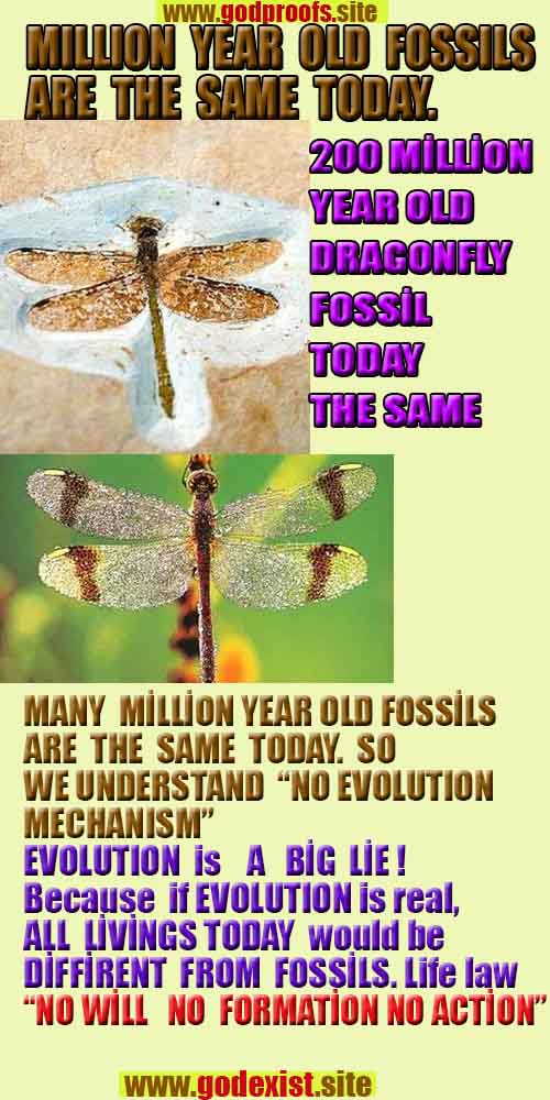 scientific proofs of god, evidences of god, god-proofs, god-signs, god-evidences, god exists, god-real